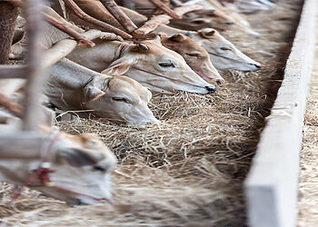 دراسة جدوى مشروع تربية المواشي