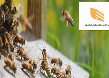 خطوات الاستعلام عن دعم النحل دعم ريف