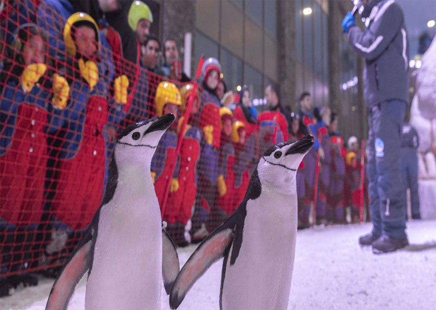 أسعار تذاكر سكي إيجيبت مول مصر 2026 ومواعيد العمل عروض باقات مول مصر Ski Egypt
